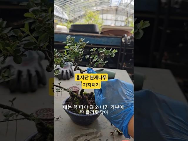 분재나무 가지치기