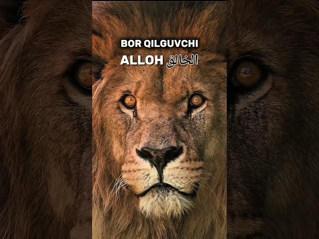 YARATGUVCHI ALLOH