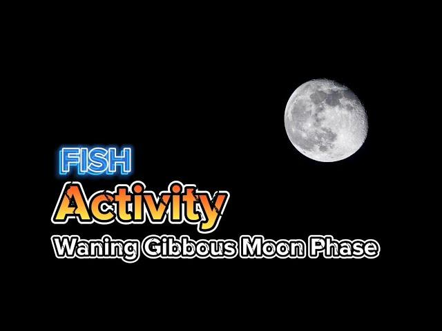 ML902 EP 8: Is Fish Active During Waning Gibbous Moon Phase?