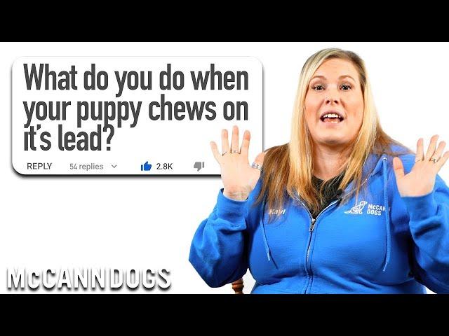 Professional Dog Trainer Answers Puppy Biting & Chewing Questions