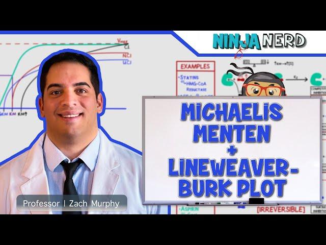 Biochemistry | Michaelis Menten & Lineweaver-Burk Plot