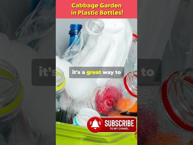 DIY Cabbage Garden in Plastic Bottles! 