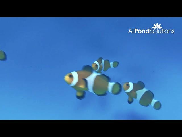 Common Clownfish (Amphiprion ocellaris) - For Sale at All Pond Solutions