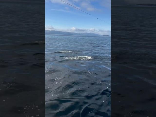 Pod of Dall Porpoises Circle and Attack my fish!!!! #alaska #fishing #fish #dolphin #ocean #nature