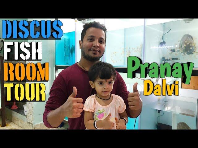 Discus fish room tour | Pranay Dalvi | Hobbyist turned breeder | Discus fish | Discus ninja | Discus