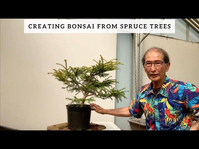 Creating bonsai From Spruce Trees