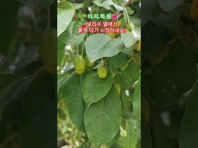 보리수 천국 #세컨하우스 #화순 #보리수