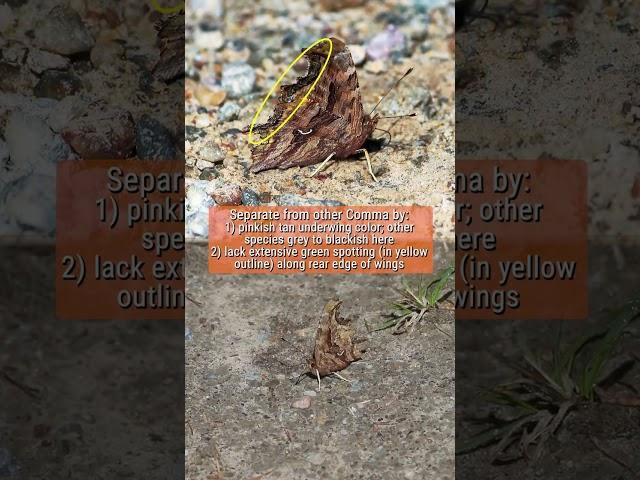 Satyr Comma in early Spring