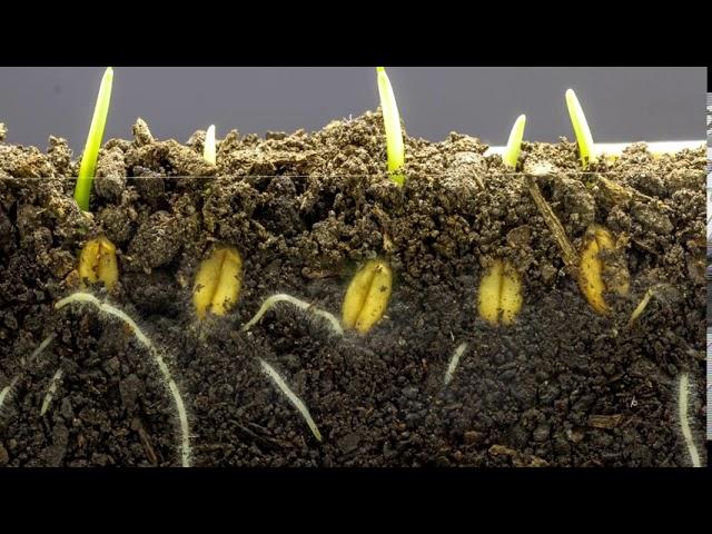 Wheat growing time laps || Time lapse video