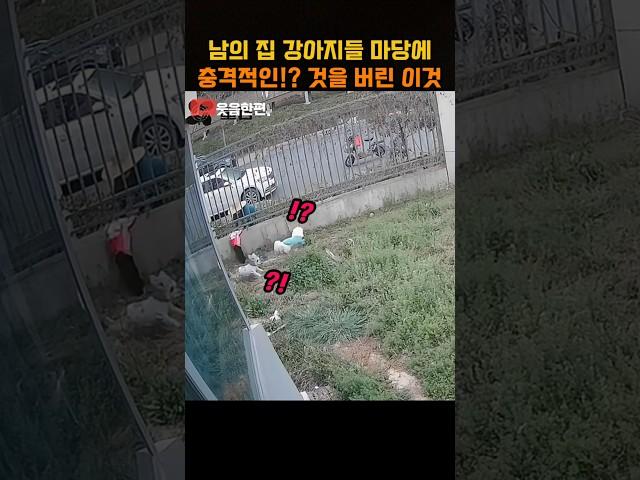 남의 집 댕댕이들 마당에 충격적인!? 것을 버린 이것