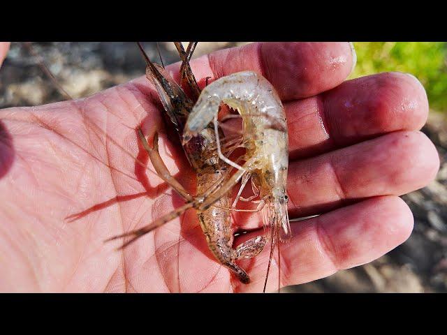 Catching MASSIVE Shrimp While Fishing In Broken Creek