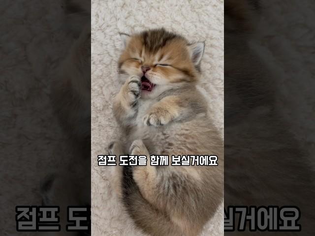 집사 심장 폭행하는 아기고양이 점프 모음