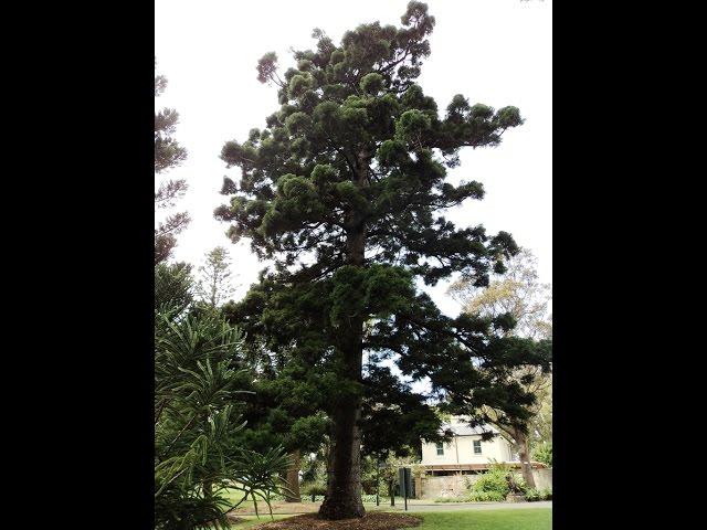 Plant ID: Hoop Pine (Araucaria cunninghamii)