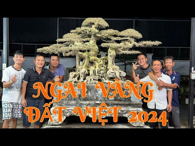 NGAI VÀNG ĐẤT VIỆT 2024 !!! | NamLe Bonsai