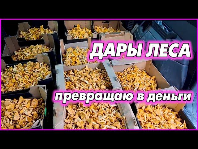 Деньги прямо под ногами. Волшебный белорусский лес