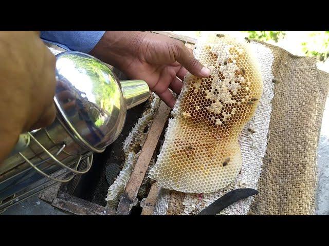 How to cut comhoney From sack and adjust bee frame