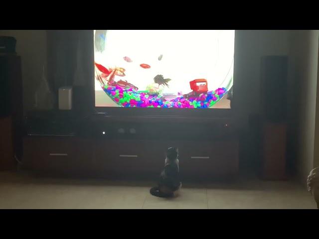 Cat Watching TV￼