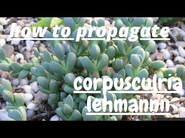 how to grow corpuscularia lehmanni /how to grow ice plant #iceplant #corpuscularialehmanipropagation