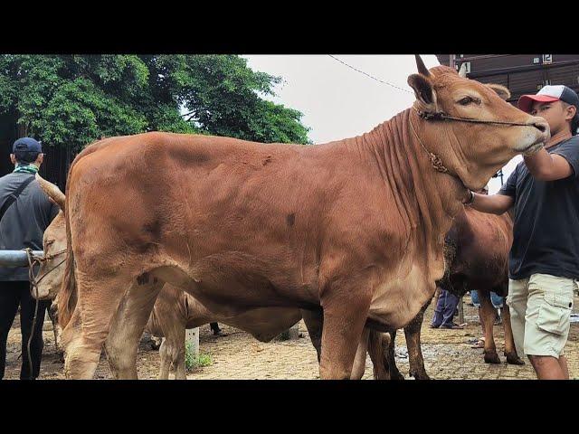 14 juta !! Babon Limousin Hamil Harga Murah Meriah !! Pasar Sapi Tuban
