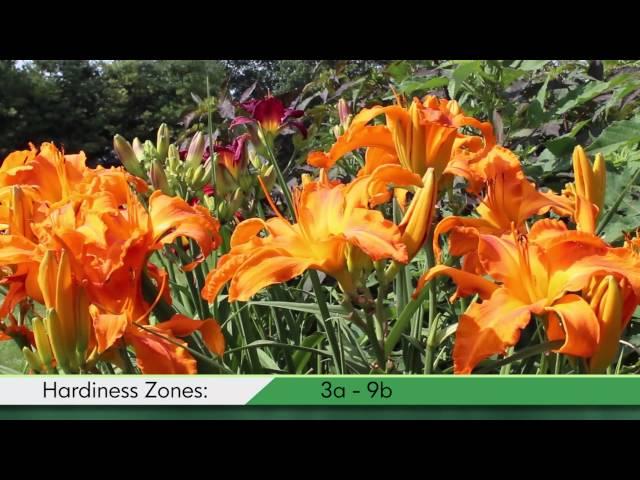 Proven Winners® Gardener Channel: Proven Winners® 'Primal Scream' Hemerocallis
