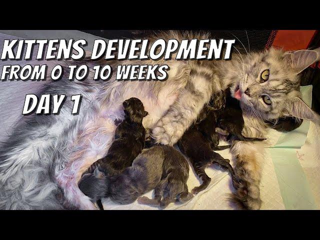 Maine Coon kittens development | From 0 to 10 weeks day by day | DAY 1