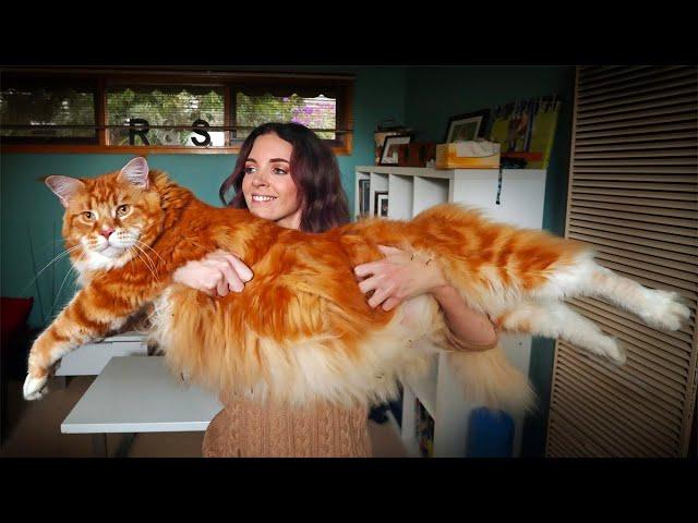 The 10 Biggest Maine Coon Cats You Need To See