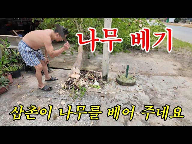 [베트남 이주] 나무를 베어 냅니다