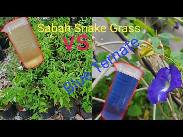 Blue Ternate vs. Sabah Snake Grass (Health Benefits & Propagation)