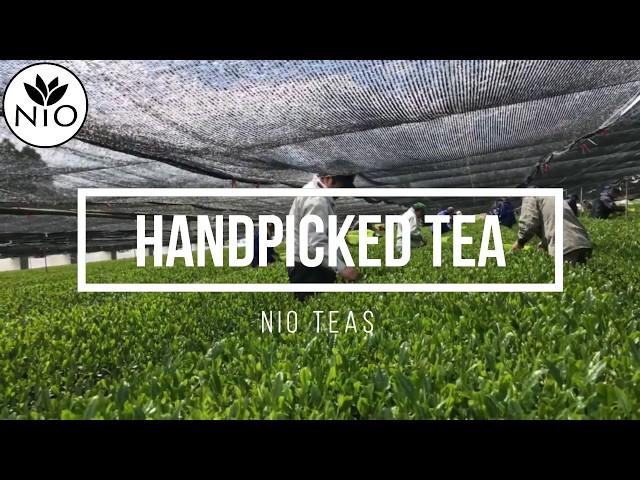 NIO TV #005: Handpicked Gyokuro Green Tea