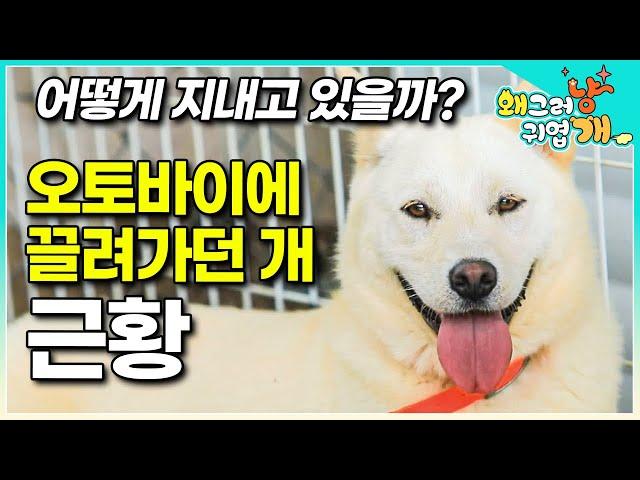 뉴스에도 보도됐던 “오토바이에 끌려가던 개” 세나개 그 후, 다시 만나봄ㅣ최신 근황ㅣ#왜그러냥귀엽개