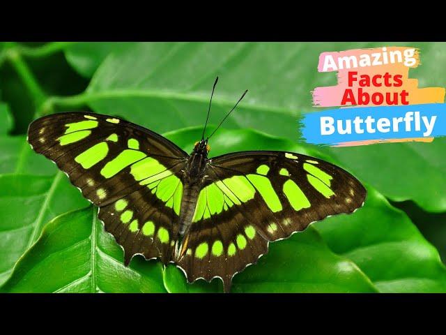 10 Amazing Facts About Butterflies