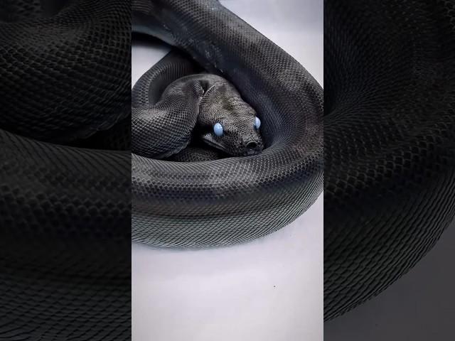 The cutest and scariest snake species #snake #snakevideo #snacks #snack #snackvideo #anakonda