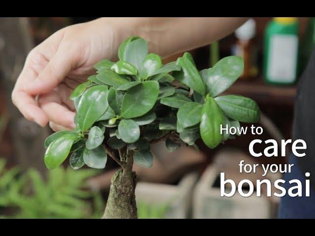 Bonsai Basics: How to care for your bonsai