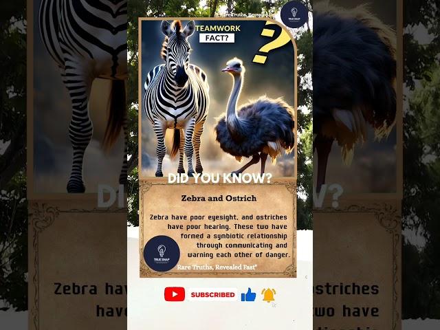 Zebra and Ostrich #shorts #facts #didyouknow  #animals