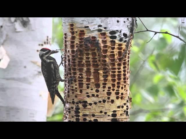 Yellow-bellied Sapsuckers