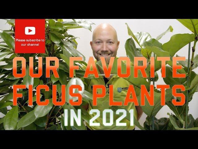 Our favorite Ficus plants  in 2021