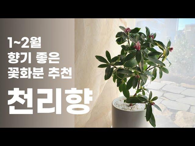 향기나는 꽃 식물 추천, 천리향