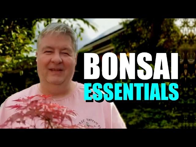 Essential Bonsai Knowledge You Can’t Afford to Miss