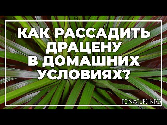 Как рассадить драцену в домашних условиях? | toNature.Info