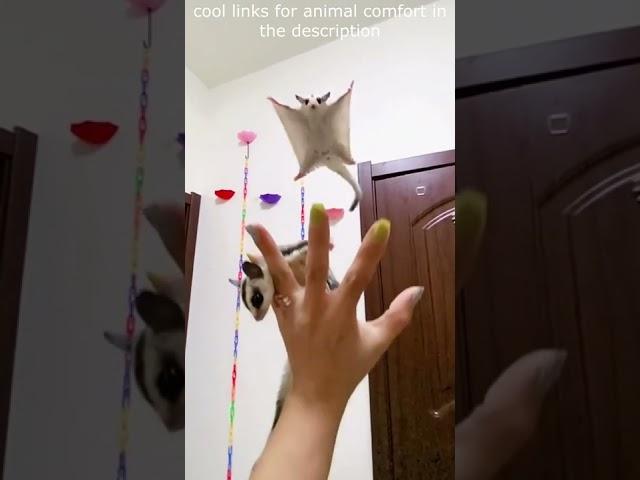 Top  Funny animals videos - Try Not To Laugh  - 96 #Shorts