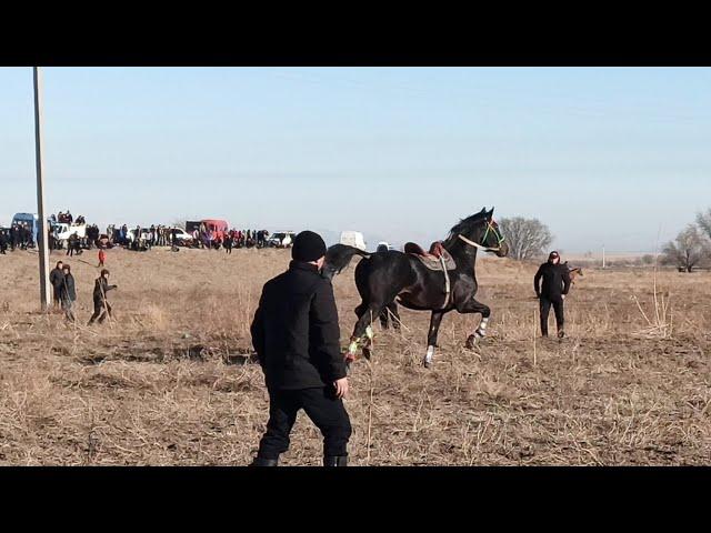 Ат качты  (Бирок акылдуу ат экен)