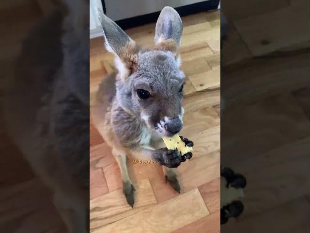 A family rescued an abandoned a baby kangaroo and raised it #kangaroo #babykangaroo #short