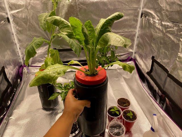 Easy Kratky Hydroponics for Beginners