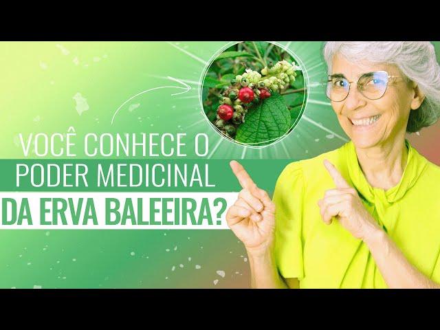 Erva baleeira: anti-inflamatória, antibiótica, cicatrizante