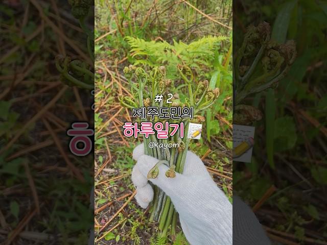  [Ep.2] 5월 제주 살이 일상, 고사리 꺾기