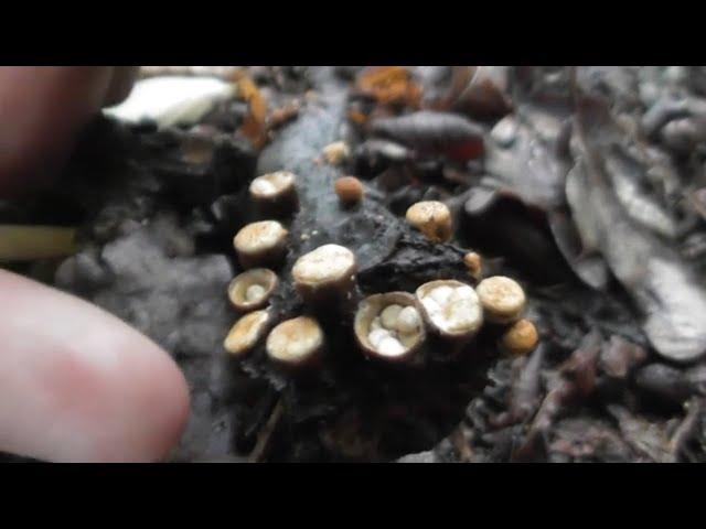 The fungus Crucibulum laeve, amazing tiny egg filled bird's nests