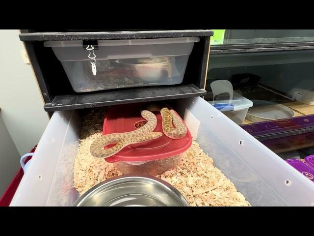 The most fun you can have in a ball python rack:  Childrens Pythons