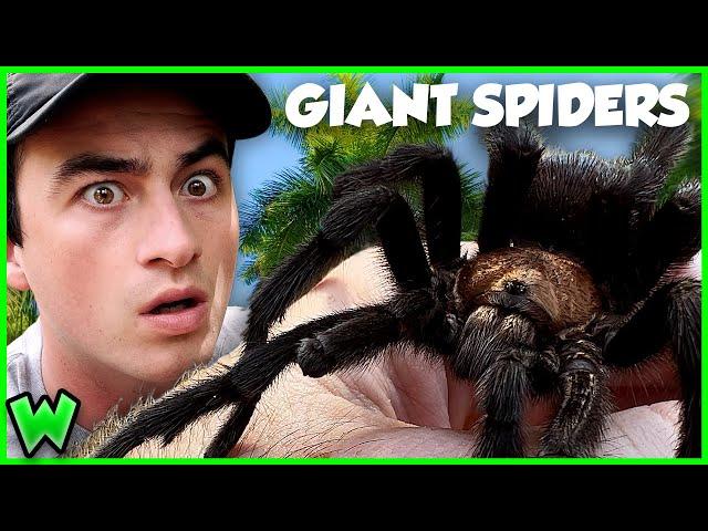 These Are The LARGEST Spiders In The US