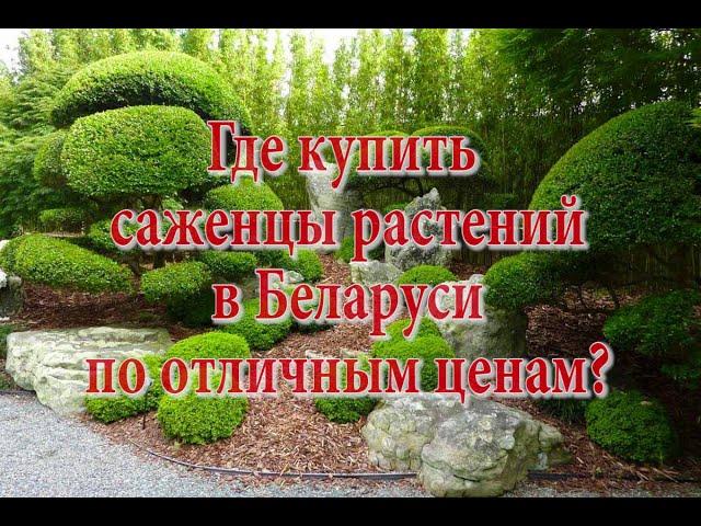 Где купить саженцы растений в Беларуси?