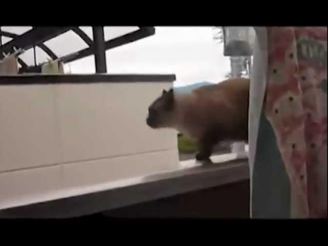 Jumping Cat Fail - I Believe I Can Fly Version [original]